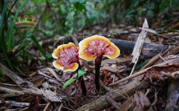 Leboro product detail